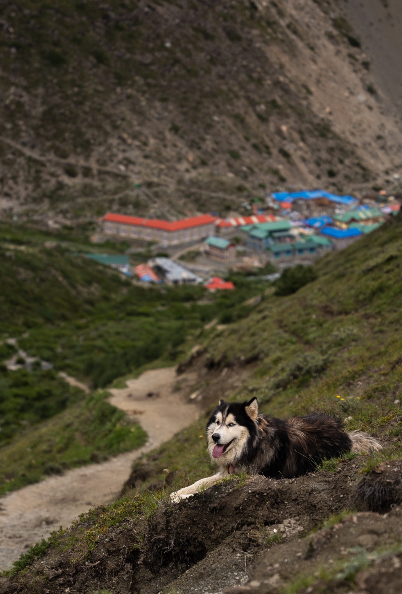 A black-and-white dog resting above a colorful mountain settlement
